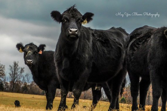 MayUBloomPhotos's tweet photo. Black Cows In Stormy Weather. Photo available for purchase! https://t.co/vSPJbLrd7g #photography  #landscape #nature #cows #countrylife #farmanimals #contrast #stormyweather #etsy https://t.co/1JsIVHenct