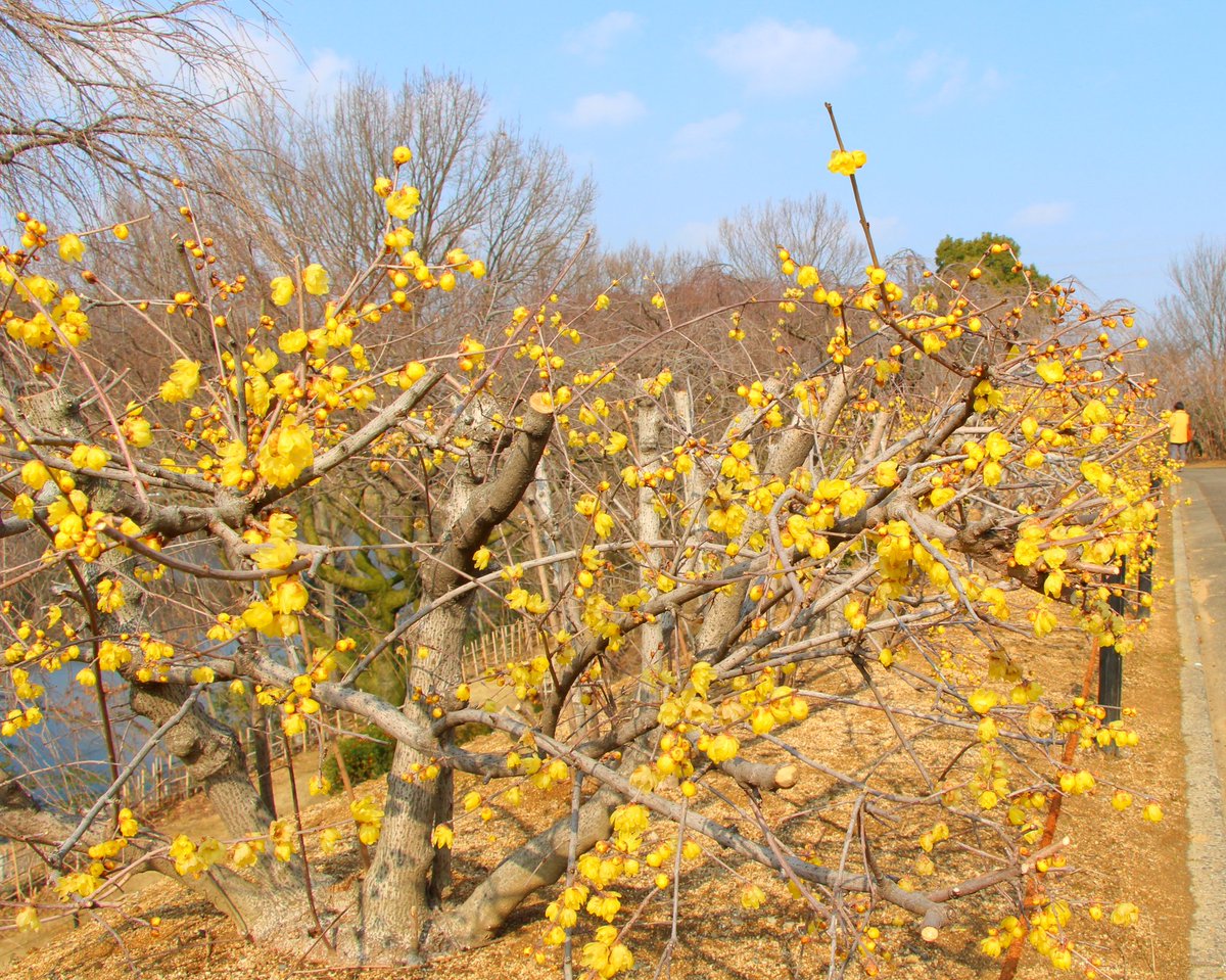 sachiko999's tweet image. 春を真っ先に知らせる花「蝋梅」がもう満開でした。透け感のある花びらは少し硬くて、じっと見てると蝋細工を見ているような気がしてきます。青い空によく合う黄色の花が、辺り一面にふわっとした香りを漂わせて人々を笑顔にしていました。
お天気の良い日、ちょっとの間の幸福感♡感じてみませんか？
