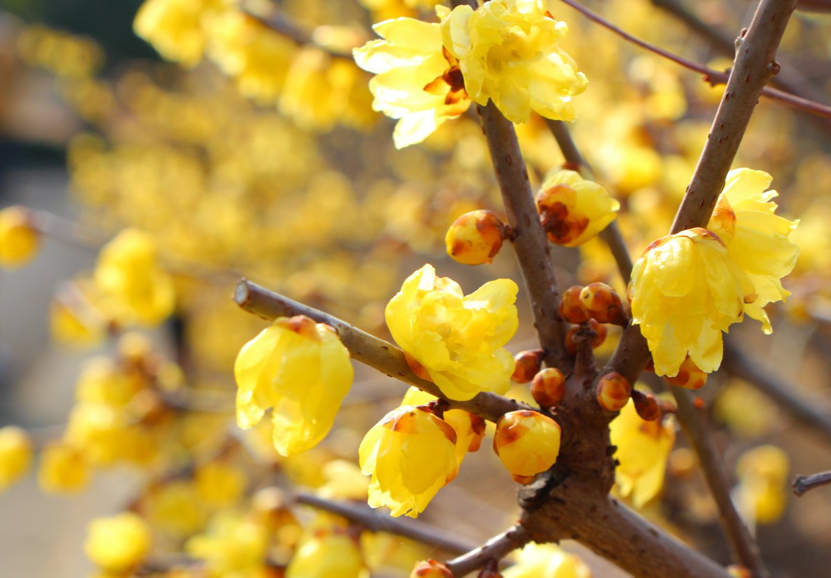 sachiko999's tweet image. 春を真っ先に知らせる花「蝋梅」がもう満開でした。透け感のある花びらは少し硬くて、じっと見てると蝋細工を見ているような気がしてきます。青い空によく合う黄色の花が、辺り一面にふわっとした香りを漂わせて人々を笑顔にしていました。
お天気の良い日、ちょっとの間の幸福感♡感じてみませんか？