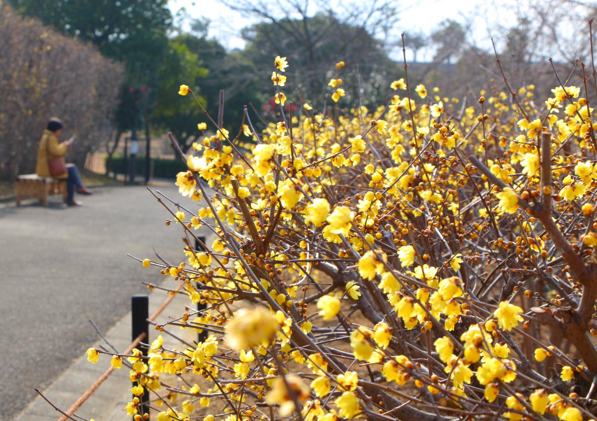 sachiko999's tweet image. 春を真っ先に知らせる花「蝋梅」がもう満開でした。透け感のある花びらは少し硬くて、じっと見てると蝋細工を見ているような気がしてきます。青い空によく合う黄色の花が、辺り一面にふわっとした香りを漂わせて人々を笑顔にしていました。
お天気の良い日、ちょっとの間の幸福感♡感じてみませんか？