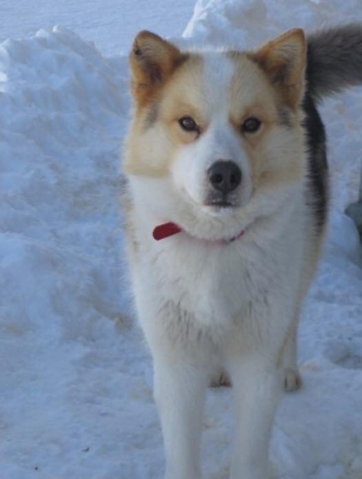 NARVS_NL's tweet photo. Here is Maurice, our veterinarian Dr. Maxina Hunt's dog. Maxina got him when he was rescued from a dog shoot in Natuashish.

Read here what Dr. Maxina had to say about our upcoming Natuashish clinic: https://t.co/akZXZORv5g
#SpayNeuter #Husky #Rescue #Newfoundland #Dog #NL https://t.co/LafSMJxKfS