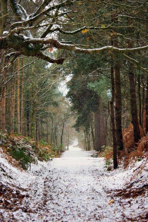 614Sr's tweet photo. Rest in the forest’s peace https://t.co/xMEEejvaXU