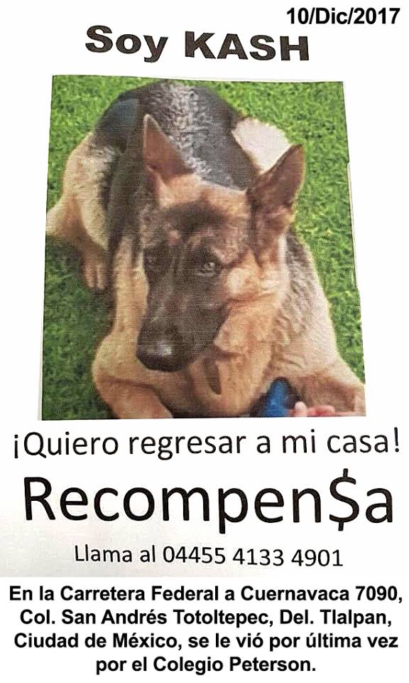 fellpudito's tweet photo. #AlertaMascota #CarreteraFederalACuernavaca7090 Col #SanAndrésTotoltepec Del #Tlalpan #CDMX Dic 2017 https://t.co/s8GVwSDX3F