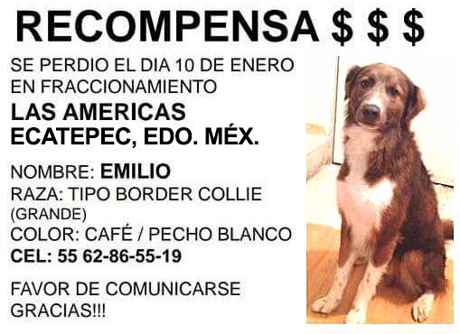 fellpudito's tweet photo. #EXTRAVIADO Emilio en #FraccLasAméricas #Ecatepec #EdoMéx Ene 2018 https://t.co/YsKvxmiNnT