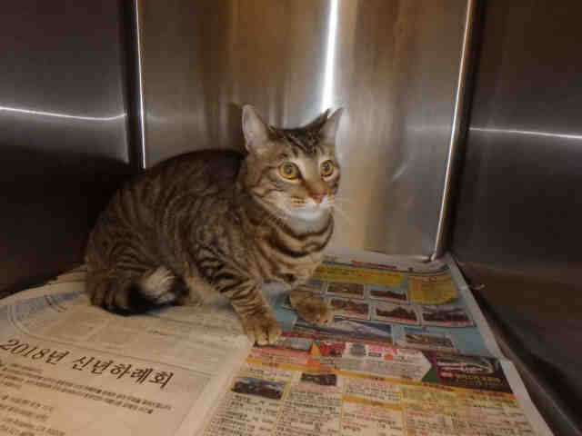CutePetsLA's tweet photo. HI! My name is Neko and I am a neutered male, brown tabby Domestic Sh… https://t.co/ATeUQEAmze https://t.co/0te8DwluS6