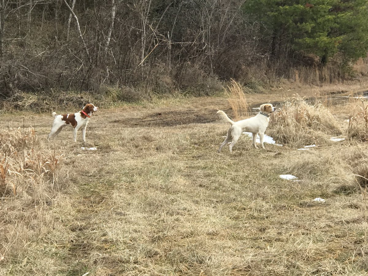 lazyjws's tweet photo. Another great day judging fine #NSTRA bird dogs. https://t.co/ErolNCt1Ik