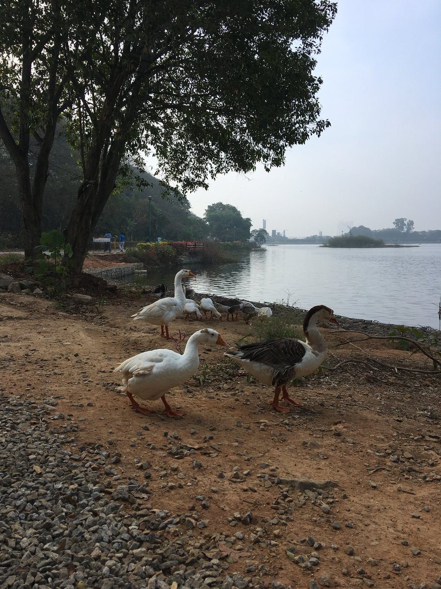 Nithin's tweet photo. 10 km at 160 BPM

#Runners360 #HRbasedrun #180method #160BPM #werun2018 #werunbengaluru #nature #nofilter #nikeplus #nikerunning https://t.co/gZ8iEFIXW7