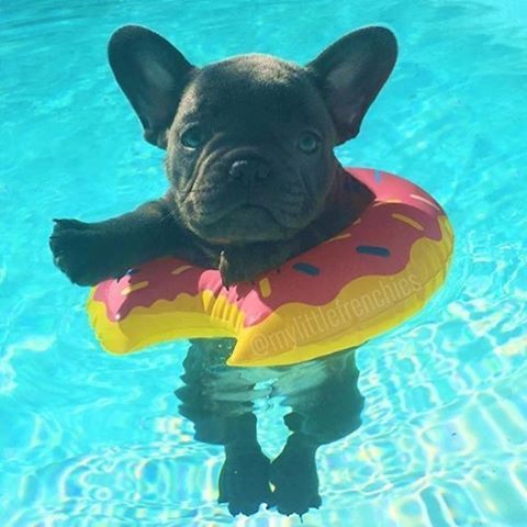 CutePetBaby's tweet photo. Relaxing in swimming pool 👙 #frenchbulldog #girldognames #pitbullpuppies #dachshund #cuteanimals #australiancattledog #petsuppliesplus #goldenretrieverpuppies #dogbeds #petstore #doggames #animalgames #dogsforsale #dogbreeds #pet #dognames #doghouse #funnydog #funnypet #cutepet https://t.co/GZPkGtSyeO