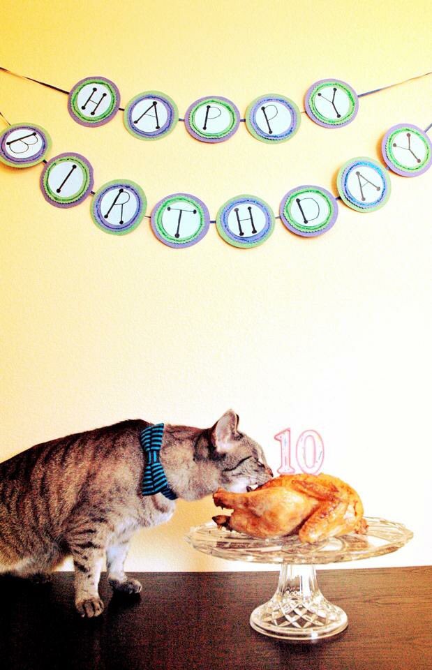 RescuePetsofIG's tweet photo. @PetSmartChariTs Like this... 😉 https://t.co/GrIF337Zfo
