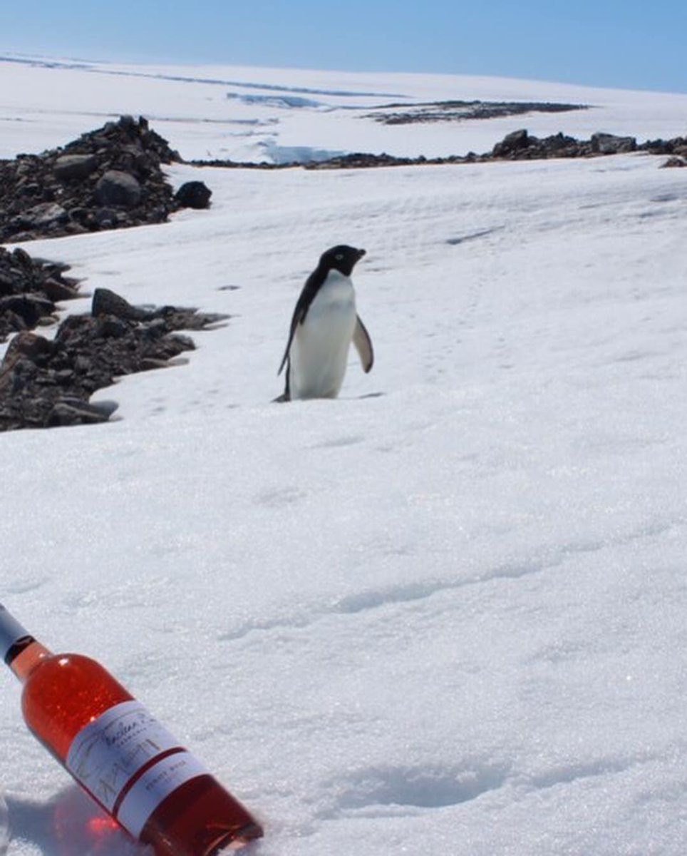 Who said our rosé was best enjoyed on a warm Tasmanian evening?!

Thanks to our friend Scott, we've gone deep south 🐧 #editas #wine #rose #antarctica <a href="/WineTasmania/">Ｗｉｎｅ　Ｔａｓｍａｎｉａ</a>