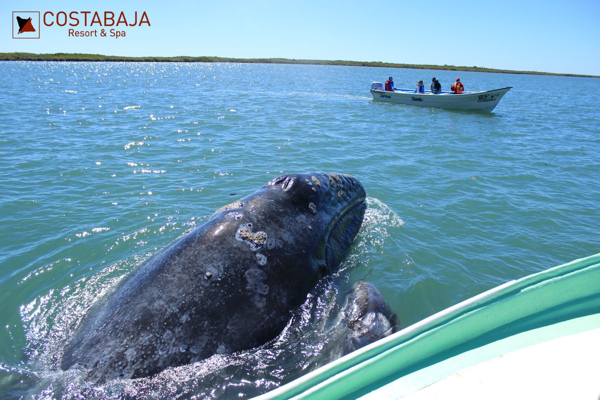 ResortCostabaja's tweet photo. Would you like to meet the gray whale and its calf? Contact our concierge, they will be pleased to provide information and book the tour for you and your family.

📧 concierge@costabajaresort.com
#GrayWhale #BajaPeninsula #LaPazMexico #LaBaja #LaPazMX https://t.co/ljzndOnmGx