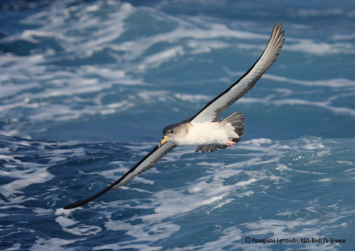 SaveSeabirds's tweet photo. Well done @ornithologiki for your work to successfully extend Greece’s #Natura2000 network. Great news for seabirds, monk seals, marine turtles and dolphins!! https://t.co/yrNNMqswIj #SaveSeabirds #OceanAlert https://t.co/3hGpVCHLus