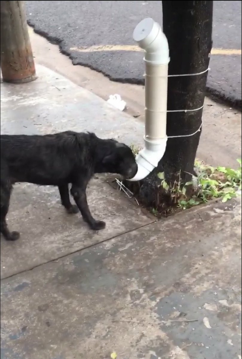 pompaboni's tweet photo. Me pareció bueno compartirlo, los perros de la calle tienen la posibilidad de tener comida y agua todos los días. Es algo re económico de hacer, ojalá lo difundan y lo tengan muchos en cuenta. https://t.co/wQPN5vLQ9i