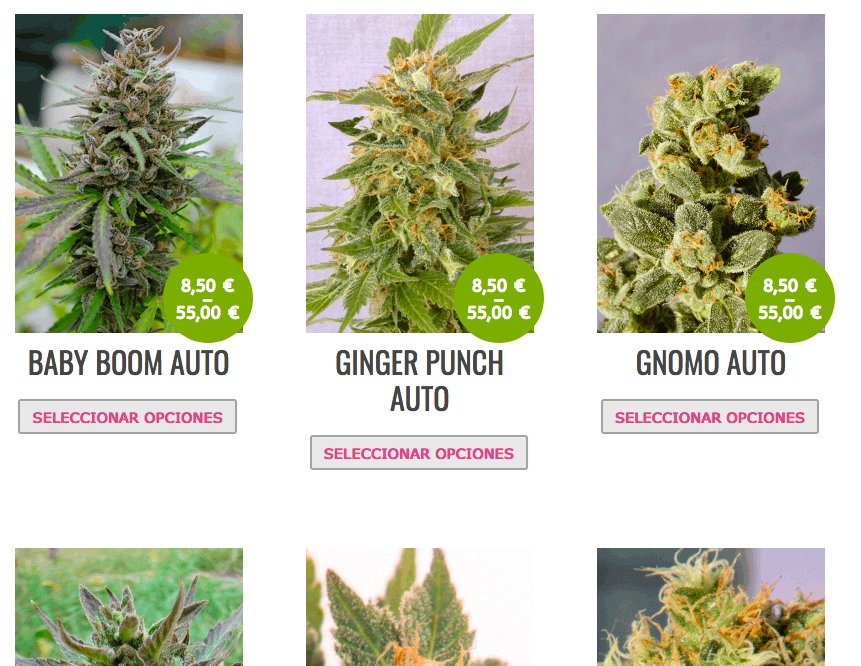 NaturaVice's tweet photo. Descuento en Kannabia seed!!, disfrútalo e introduce el cupón de descuento "25seeds" al finalizar tu compra! https://t.co/ouwx9IE4Zx https://t.co/7TzliBJo7R