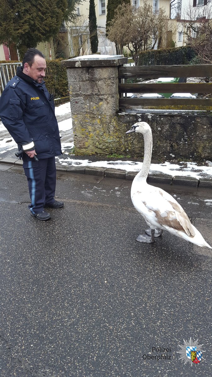 polizeiopf's tweet photo. Schwant mir Böses? Waren das die #Gedanken des Schwanes, der in #Sulzbach-Rosenberg umher irrte und alle Zeichen &amp; Weisungen des #Polizeibeamten missachtete? https://t.co/PhKl4qYZjB https://t.co/mhnsVvfoeV