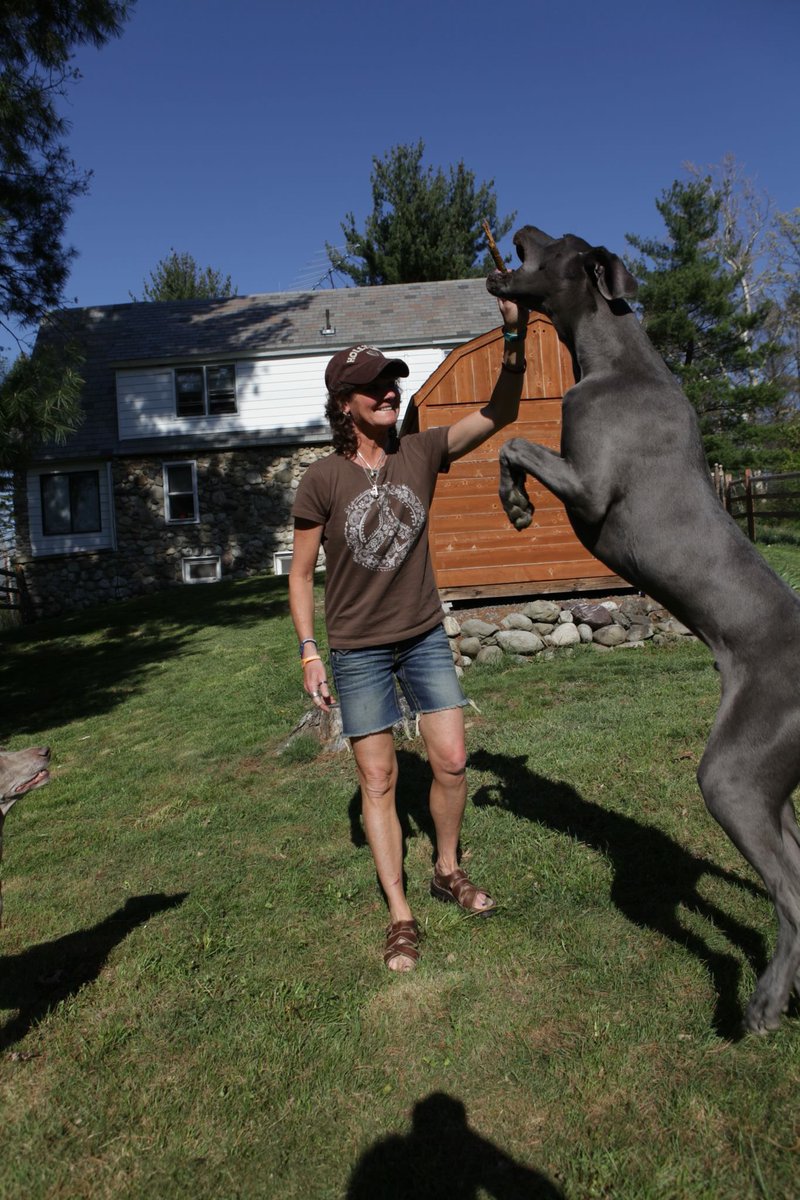 EileenMHartmann's tweet photo. @WeLoveBigDogs and this is my smallest Great Dane.  His name is Colt (he’s a blue) and is 6 1/2. https://t.co/hgRjSJsmhj