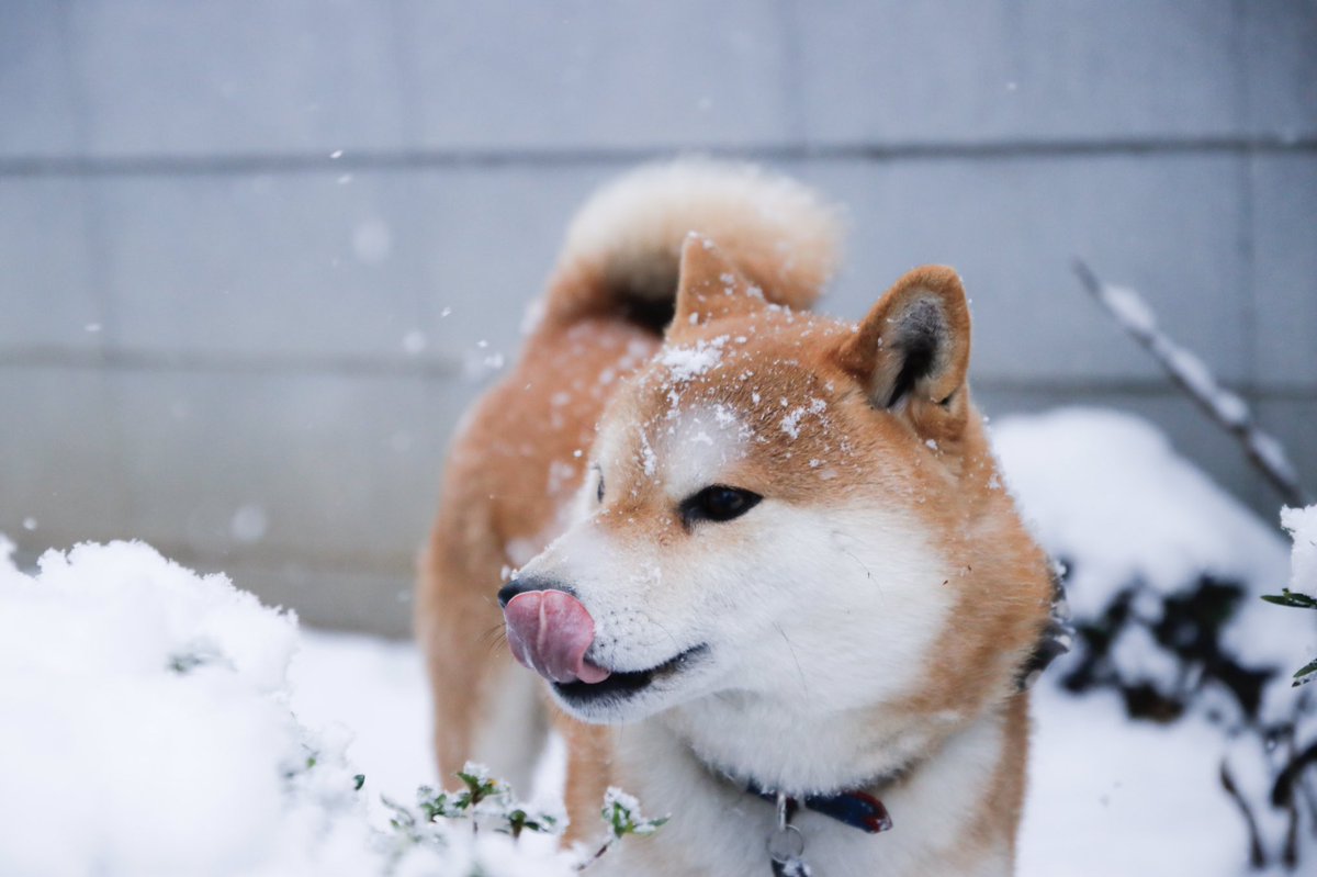 動物,犬,猫,しつけ,飼い方,育て方,病気,健康