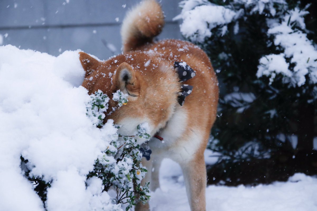 動物,犬,猫,しつけ,飼い方,育て方,病気,健康