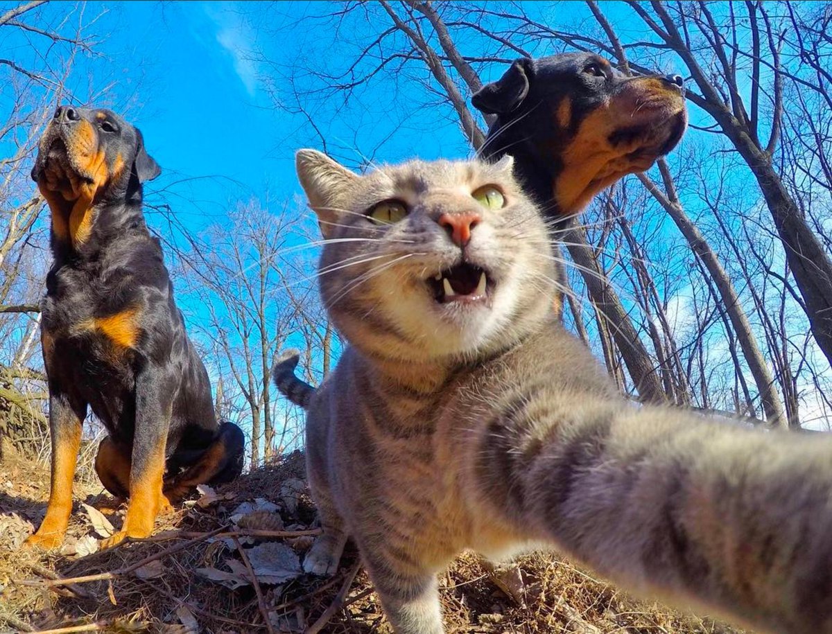 Meet Manny the selfie cat who just can't get enough of the camera. pic...