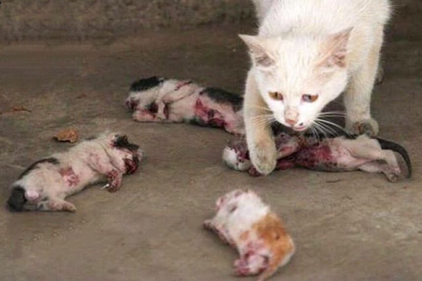 إياك أن تؤذي روحاً لا تستطيع رد أذاك إلا بأنين لا يسمعه  إلا الله.