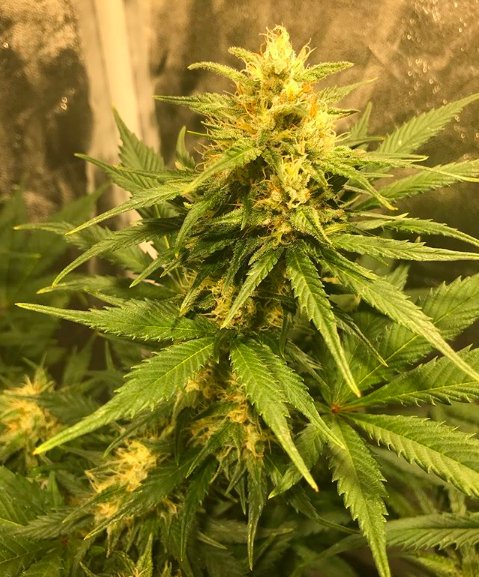 TodoGrowLED's tweet photo. #FelizLunes familia y #WeednosDías ! Seguimos con el día 38 de estas #Sweetcheese de @sweetseeds_es bajo #led #CREE #TGL2203590 💚 y los últimos días de #AutoMazar bajo #Epistar 💜 🌱💡🌿😊 https://t.co/aAh1pRr8aX
