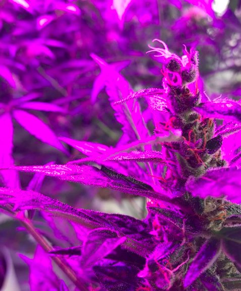 TodoGrowLED's tweet photo. #FelizLunes familia y #WeednosDías ! Seguimos con el día 38 de estas #Sweetcheese de @sweetseeds_es bajo #led #CREE #TGL2203590 💚 y los últimos días de #AutoMazar bajo #Epistar 💜 🌱💡🌿😊 https://t.co/aAh1pRr8aX