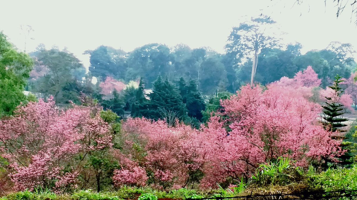 NUNGNING3916's tweet photo. หนาวนี้ ที่ขุนวาง https://t.co/Fq1EgCyR2g