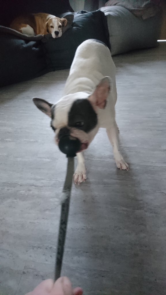 IggyBFrenchie's tweet image. Iggy's ball 😂