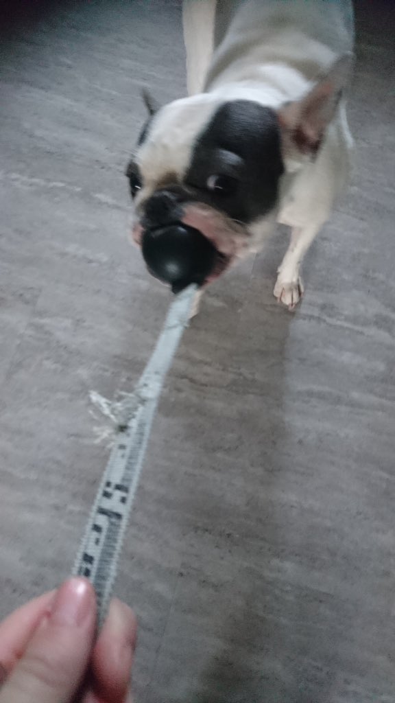 IggyBFrenchie's tweet image. Iggy's ball 😂