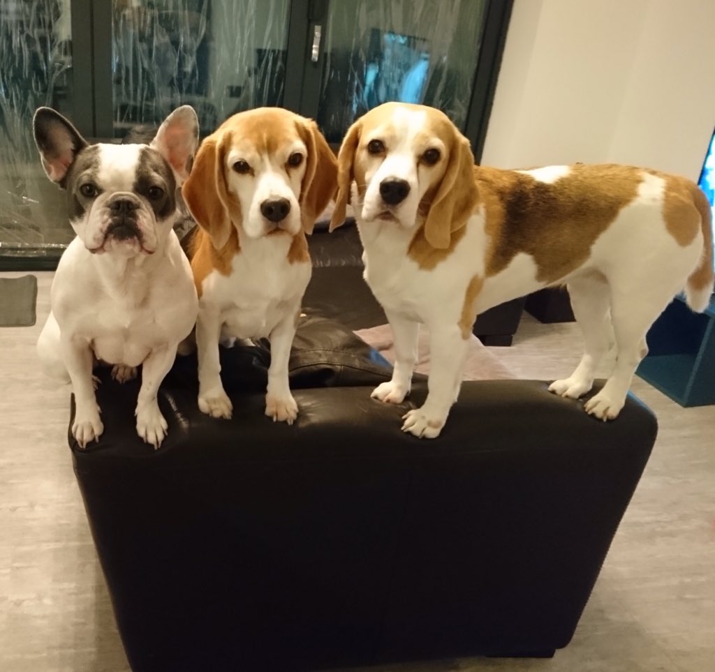 IggyBFrenchie's tweet image. Waiting for a snack