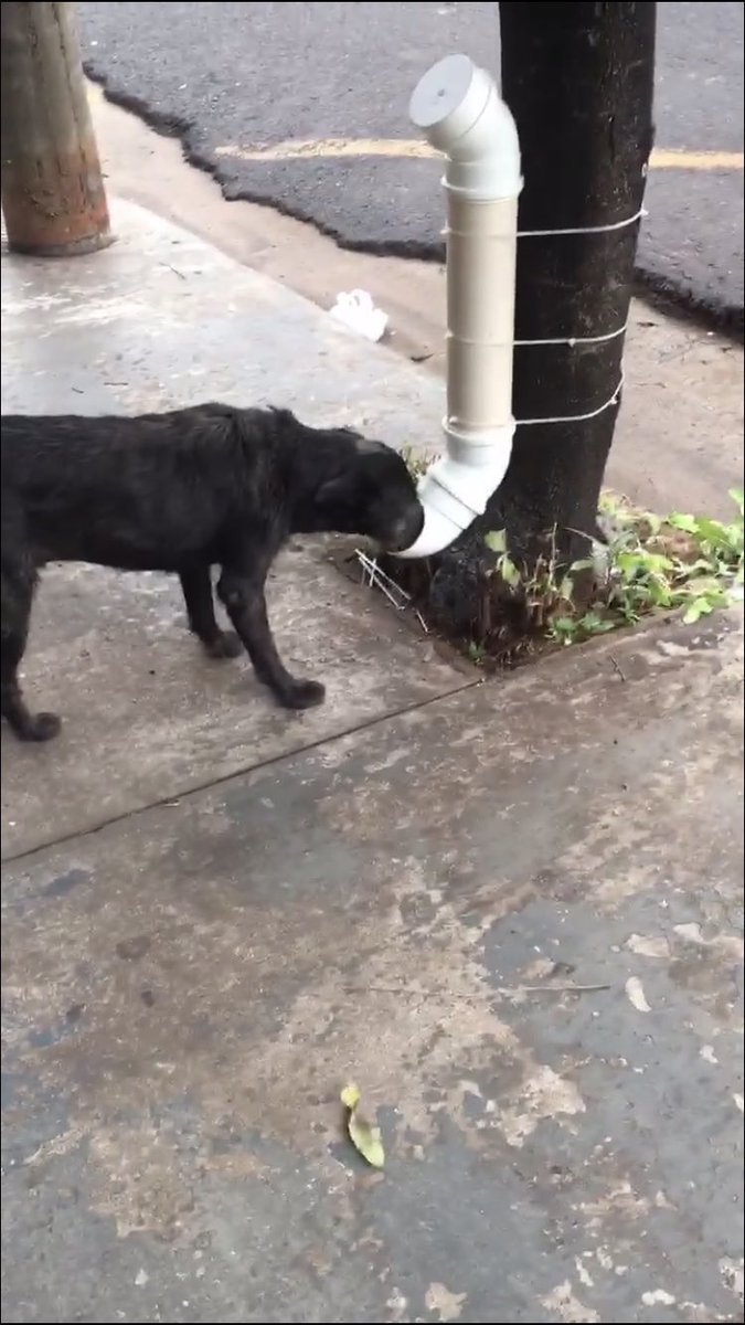 AntoFalduti's tweet photo. Por favor, difundan que es una excelente manera de ayudar a los perros en situación de calle y con hambre🧡 https://t.co/IPsc4nybdk