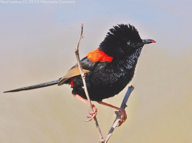 Acoustic and physical mate guarding have different effects on intruder behaviour in a duetting songbird ow.ly/tsRG30hSLe8 #ornithology | #bioacoustics @jenelle_jeni  Animal Behaviour
