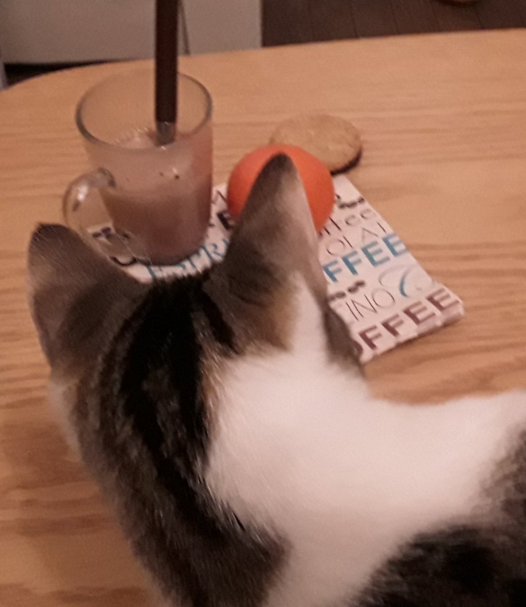 PlumeDillusion's tweet photo. Quand j'essaye de faire une photo de mon ptit dej pour faire envie à Copain et qu'un intrus s'incruste... #instantcat #MondayMorning #MondayMotivation https://t.co/aBw7agvF5P