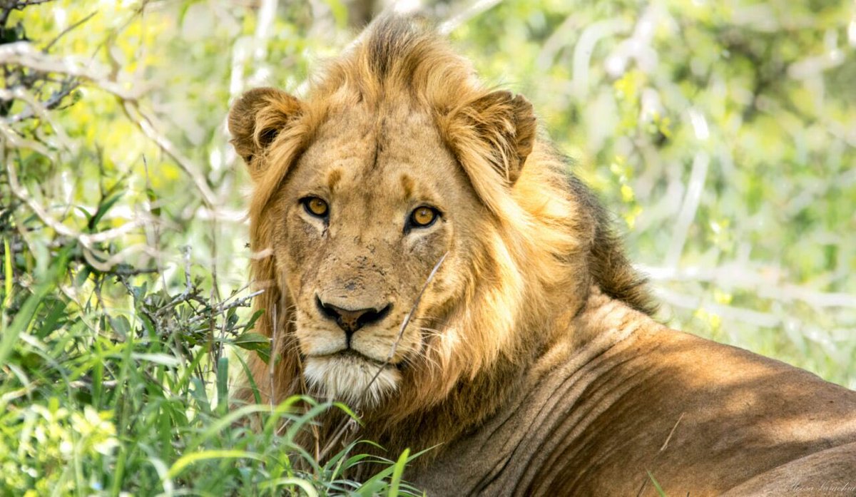 legend_safaris's tweet photo. Don’t you just love it when your guests nail shots like these? 
Seen on the S86 recently. 
#knp #krugerpark #lion #malelion #king #safari #osv #opensafari #allabouttheguest #africa #wildlife #photography #legend_safaris #legendsafaris 📷@MoosaVer https://t.co/hmxWC95bc0