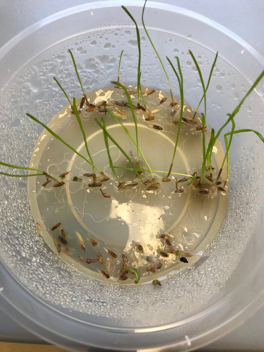 robbert115's tweet photo. Rapid detection of weeds resistant to herbicides. I will talk about this at the upcoming #GRDCUpdates in Perth on Feb. 26. @GRDCWest @AHRI_Team. #clethodim #glyphosate #paraquat #prosulfocarb #pyroxasulfone #trifluralin resistance detected in 1 week. https://t.co/qGKsCf4T4R