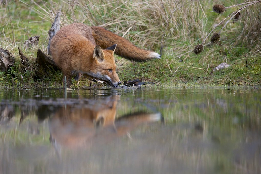 RichardBowler1's tweet photo. More piss poor policing over the weekend.
https://t.co/2AvfQYVM37
@cheshirepolice @DC_Police 
#keeptheban #enforcethelaw https://t.co/nPTDGCRwWC