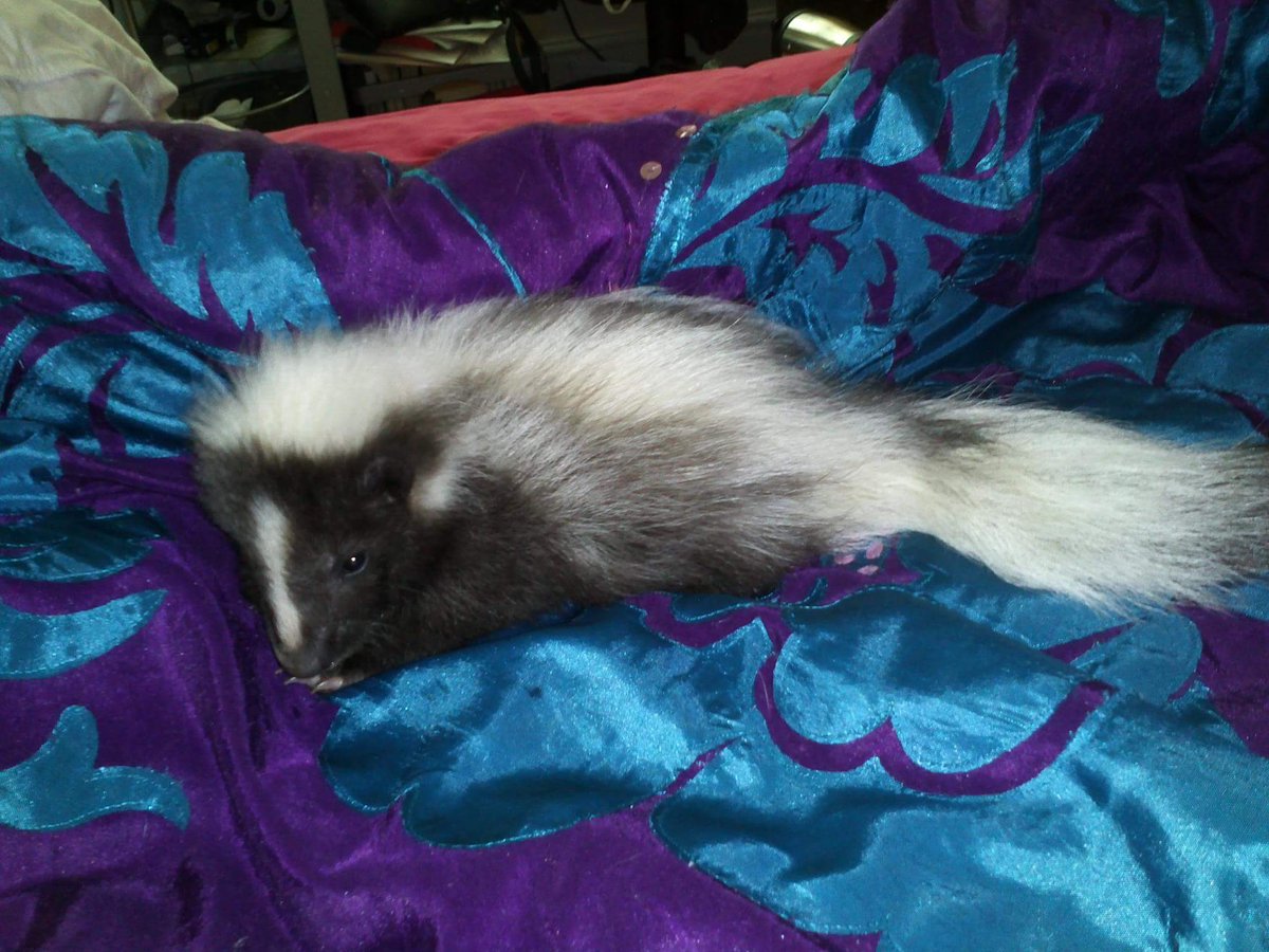 CritterishUK's tweet photo. Today we are off to our #prison in North Staffs &amp; we have one of the top directors of the company who run it attending the sessions to evaluate their effect. Excited &amp; nervous as this could be big 💖 This is Skittles @therapyskunks 5 years ago when #Therapy in prisons was a dream https://t.co/Pnn9bVIB9d