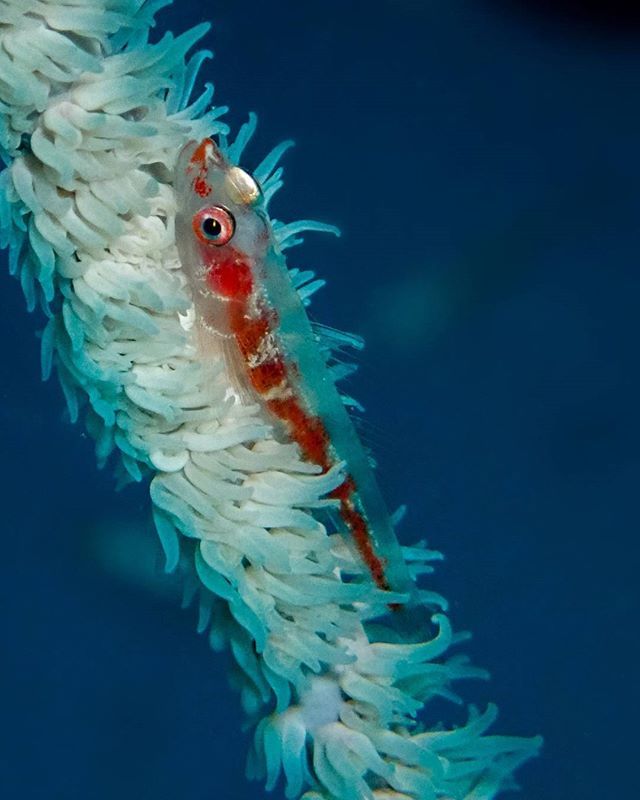 diveoceanus's tweet photo. Macro shot of a whip coral goby.
#diveoceanus_sunisland #paditv #@paditv #maldives #sunnysideoflife #padiscubadiving #underwaterphotography #macro #wipcoral @villahotels #learntoscuba #travelaround #instagood #intsamood #picoftheday #underwateradventure… https://t.co/qtsoRNPGYd https://t.co/q17qd3w0Na