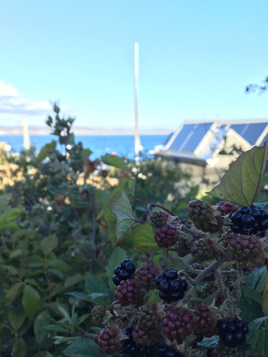 hadswhite's tweet photo. Blackberry picking in Hobart. Yum yum yum https://t.co/WpkvBGBfwq