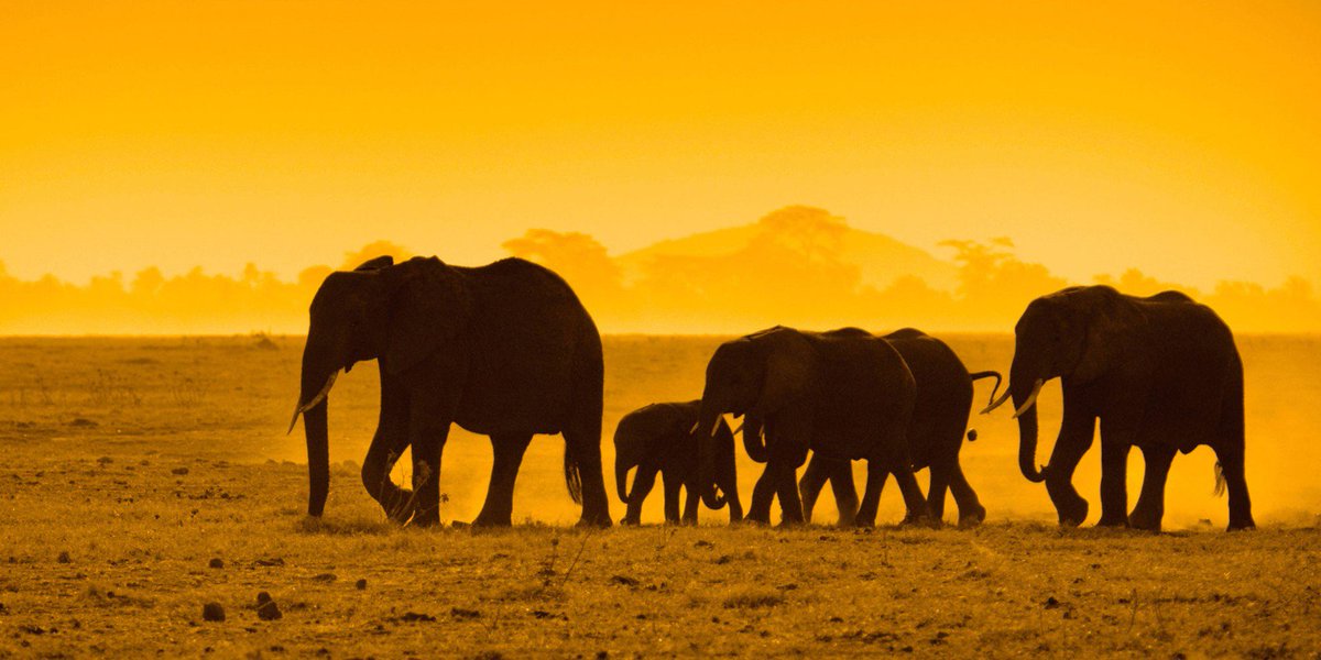 CITES's tweet photo. BREAKING: Zimbabwe’s new president places ban on live #elephant trade https://t.co/2VGukCSazq via @DailyNewsZim #CITES https://t.co/7tKnjmzS8p