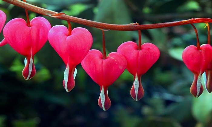 floresiplantas's tweet photo. Debido a la curiosa forma que adoptan sus flores, la #Lamprocapnos spectabilis es muy utilizada como flor cortada para el día de #SanValentín. Aquí tienes pautas a seguir para su #cultivo.
#CorazonSangrante #diadelosenamorados #FlorCorazon
https://t.co/zAw9X9pmUu https://t.co/B2C5o8QH4n