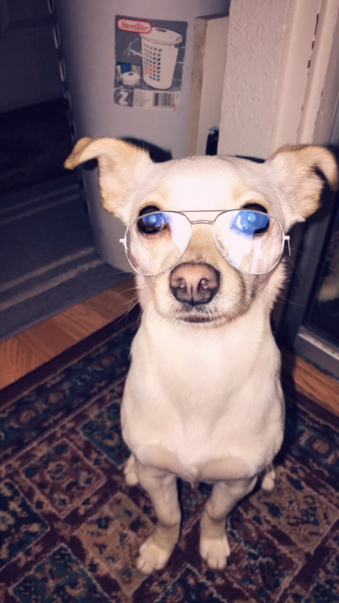 ramerazalas's tweet photo. Doggo with Snapchat filters 🐶✨ #verSACHI https://t.co/Ghnw9kiKpA