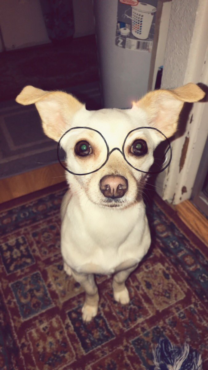 ramerazalas's tweet photo. Doggo with Snapchat filters 🐶✨ #verSACHI https://t.co/Ghnw9kiKpA