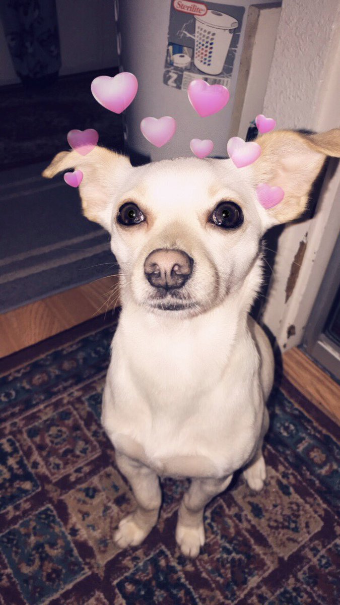 ramerazalas's tweet photo. Doggo with Snapchat filters 🐶✨ #verSACHI https://t.co/Ghnw9kiKpA