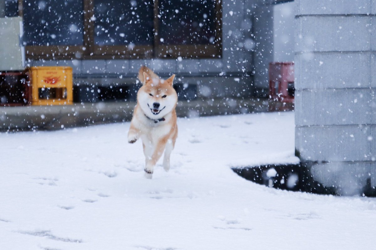 動物,犬,猫,しつけ,飼い方,育て方,病気,健康