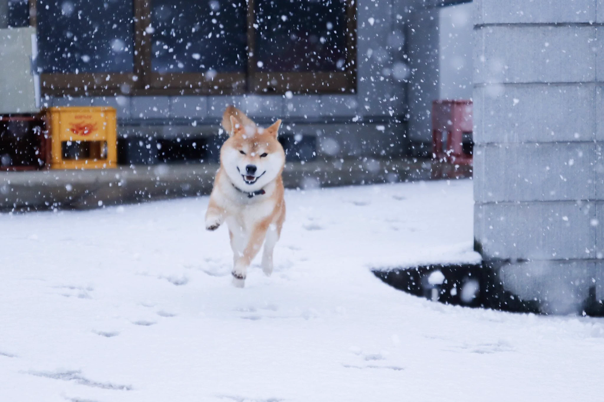 い～ぬはよろこび、にわかけまわる♪のイメージ画像がこちらｗかわいすぎｗｗ