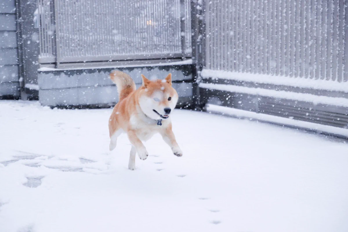 い～ぬはよろこび、にわかけまわる♪のイメージ画像がこちらｗかわいすぎｗｗ