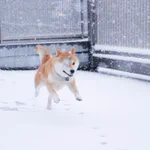 い～ぬはよろこび、にわかけまわる♪のイメージ画像がこちらｗかわいすぎw