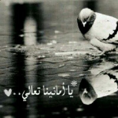 :
.
🍃

قلت أعشقك لازلت لكـن تذكرت 
  إن الجفـى كابـوس والبعـد وارد