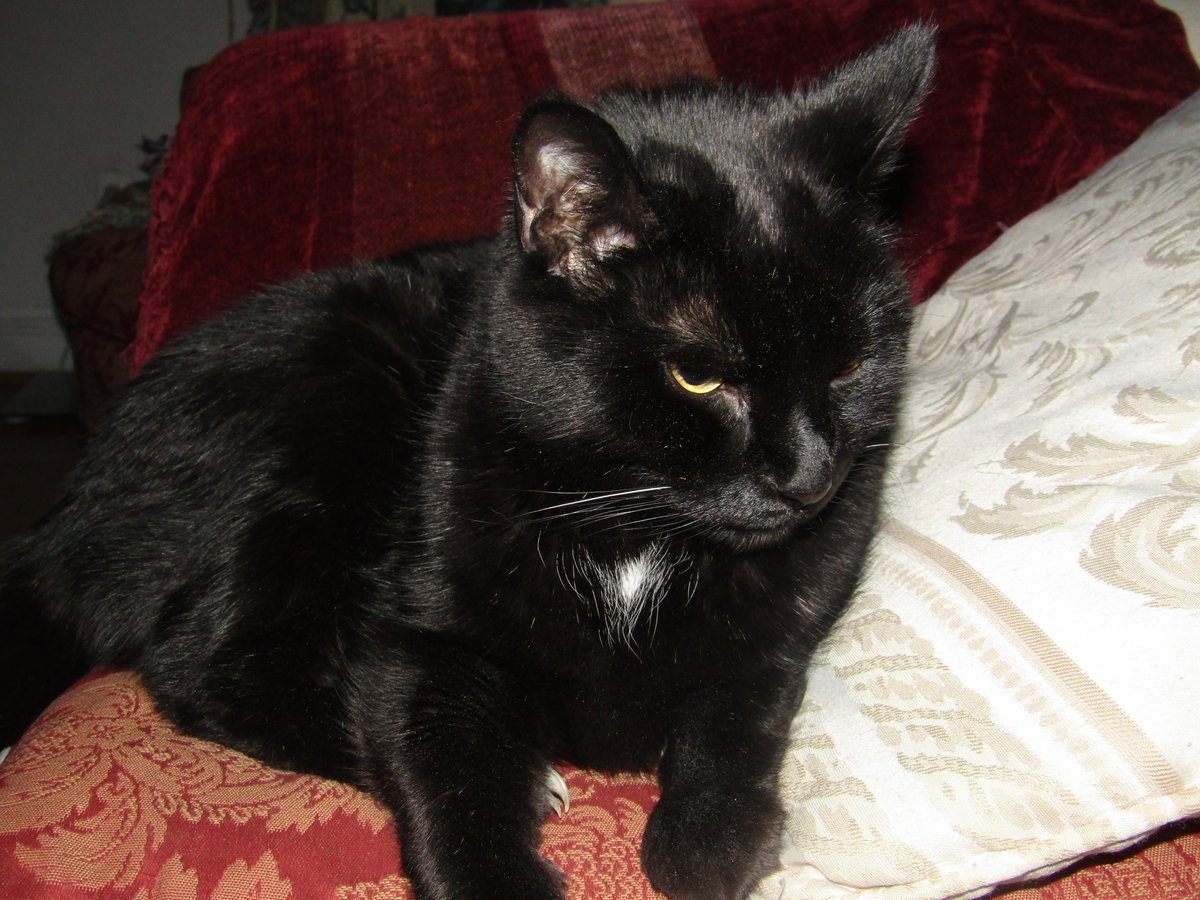 julesruekat's tweet image. #itmakesmeanxiouswhen My Supper Bowl Is Empty !!! 😾